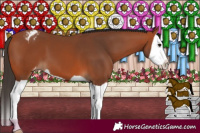 Horse Color:Bay Splash Appaloosa 
