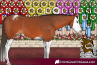 Horse Color:Bay Splash Appaloosa 