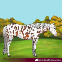 Horse Color:Brown Near Leopard 