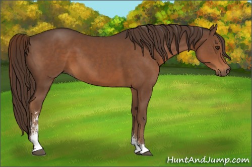 Horse Color:Liver Chestnut Sabino 