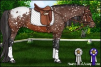 Horse Color:Bay Appaloosa 