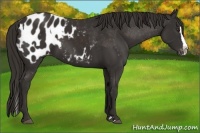 Horse Color:Liver Chestnut Sabino Splash Appaloosa  and Liver Chestnut Sabino Splash Appaloosa 