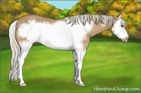 Horse Color:Palomino Splash Frame 
