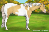 Horse Color:Gray Silver Amber Cream Champagne Dun Splash Tobiano Frame Rabicano