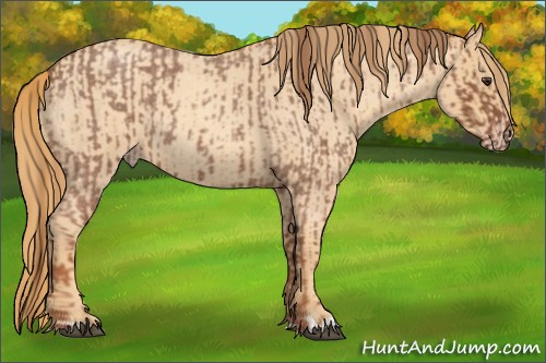 Horse Color:Red Roan  and Gold Champagne Roan 