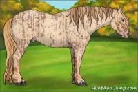 Horse Color:Red Roan and Gold Champagne Roan