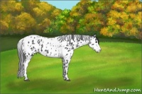 Horse Color:Black Sabino Splash Appaloosa  and Black Splash Tobiano Appaloosa 