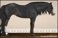 Horse Color:Liver Chestnut Appaloosa 