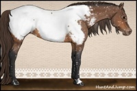 Horse Color:Buckskin Appaloosa 