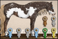 Horse Color:Liver Chestnut Frame Appaloosa