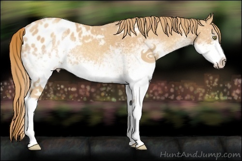 Horse Color:White Spotted Gold Champagne Appaloosa