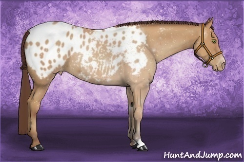 Horse Color:Amber Champagne Appaloosa