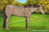 Horse Color:Classic Champagne Roan Appaloosa 