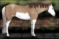 Horse Color:Classic Champagne Splash Appaloosa