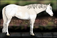 Horse Color:Perlino Splash Appaloosa