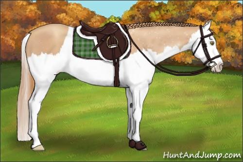 Horse Color:Gold Champagne Roan Splash