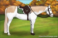 Horse Color:Gold Champagne Roan Splash 