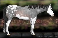 Horse Color:Brown Roan Splash Appaloosa