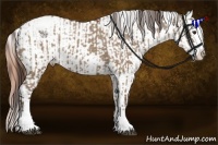 Horse Color:Liver Red Dun Sabino Splash Varnish and Gold Champagne Dun Sabino Splash Varnish