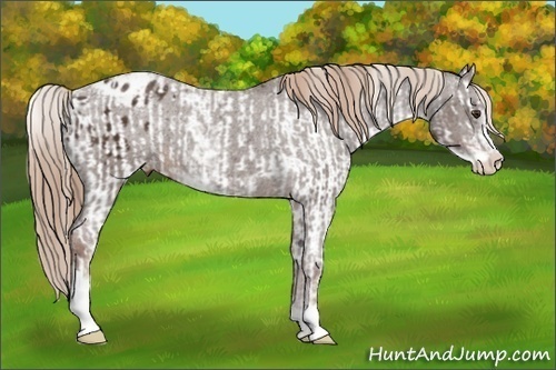Horse Color:Liver Chestnut Sabino Splash Appaloosa  and Liver Chestnut Sabino Appaloosa 