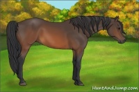 Horse Color:Brown 