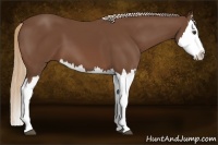 Horse Color:Chestnut Splash
