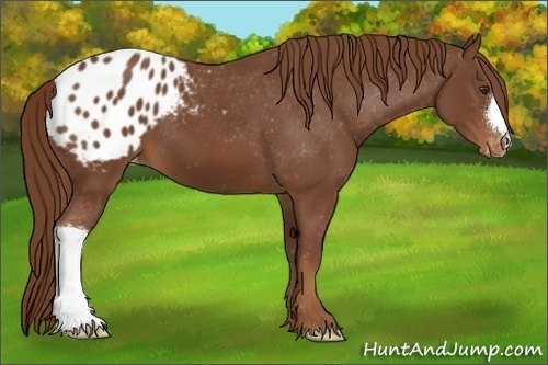 Horse Color:Chestnut Blanket 