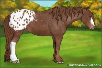 Horse Color:Chestnut Blanket 