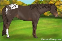 Horse Color:Liver Chestnut Appaloosa 