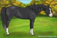 Horse Color:Black Sabino Splash Appaloosa  and Black Sabino Splash 