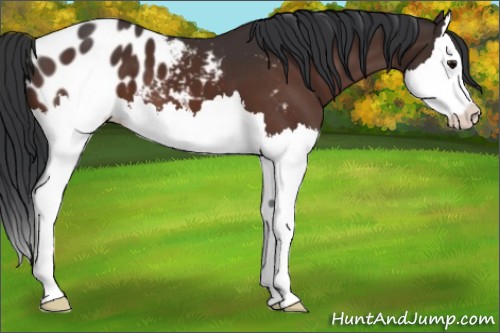 Horse Color:Bay Sabino Splash Appaloosa