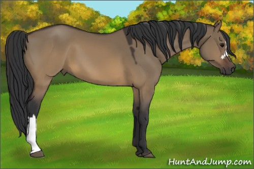 Horse Color:Brown Dun 