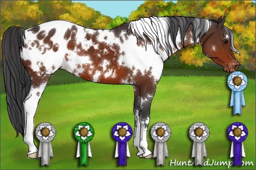 Horse Color:White Spotted Bay Appaloosa 