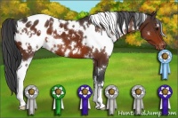 Horse Color:White Spotted Bay Appaloosa 