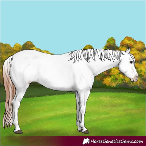 Horse Color:Brown Appaloosa 