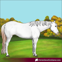 Horse Color:Brown Appaloosa