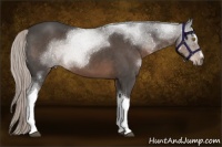 Horse Color:Silver Black Sabino Tobiano 