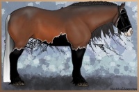 Horse Color:Bay Splash 