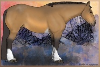 Horse Color:Buckskin Tobiano