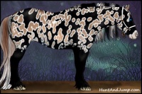 Horse Color:White Spotted Bay Dun Splash Appaloosa 