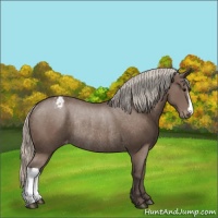 Horse Color:Silver Black Varnish Rabicano