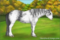 Horse Color:White Spotted Black 