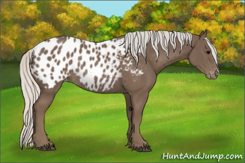 Horse Color:Silver Black Appaloosa Rabicano 