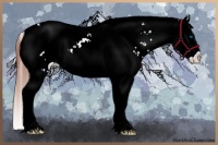 Horse Color:White Spotted Bay Dun Splash Appaloosa Rabicano 