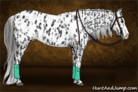 Horse Color:Black Sabino Splash Near Leopard  and Black Sabino Splash Blanket 