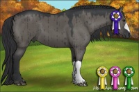 Horse Color:Grullo 