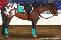 Horse Color:Brown Appaloosa 