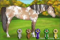 Horse Color:White Spotted Amber Champagne 
