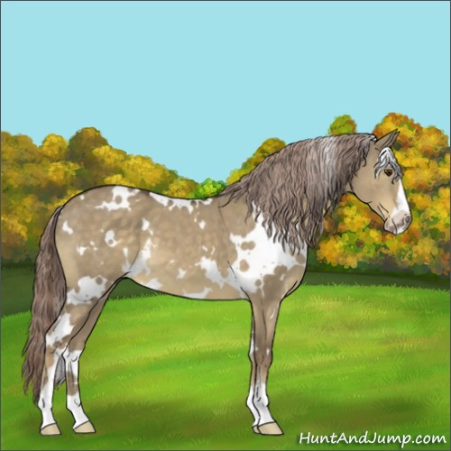 Horse Color:White Spotted Chocolate Palomino Dun Sabino 