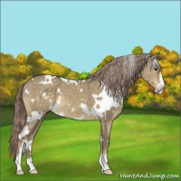 Horse Color:White Spotted Chocolate Palomino Dun Sabino 